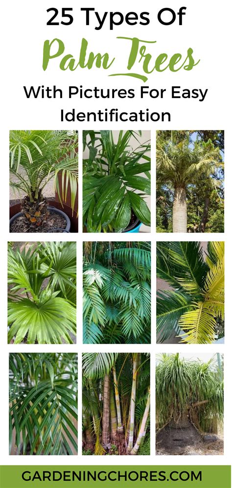 images of palm trees|25 Types Of Palm Trees With Pictures For Easy Identification.